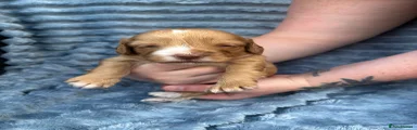 Cockapoo 4