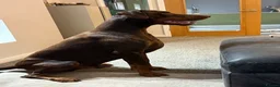 Dobermann dogs for stud: Champion bloodline Doberman for stud  - Advert 6