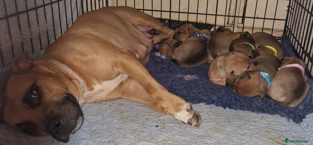 Mixed Breed dogs for sale: Staffy X Miniature Dachsund Puppies - Advert 1