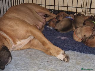 Mixed Breed dogs Staffy X Miniature Dachsund Puppies - Advert 20