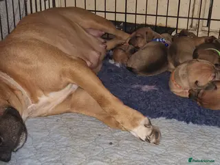 Mixed Breed dogs Staffy X Miniature Dachsund Puppies - Advert 3