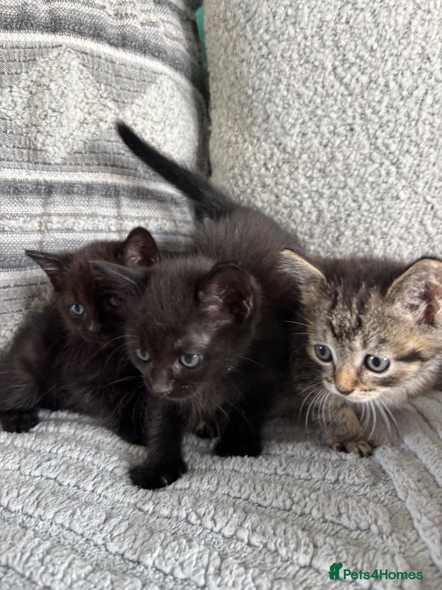 Mixed Breed cats Cute kitties  - Advert 1