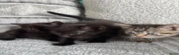 Mixed Breed cats for sale: Cute kitties  - Advert 1
