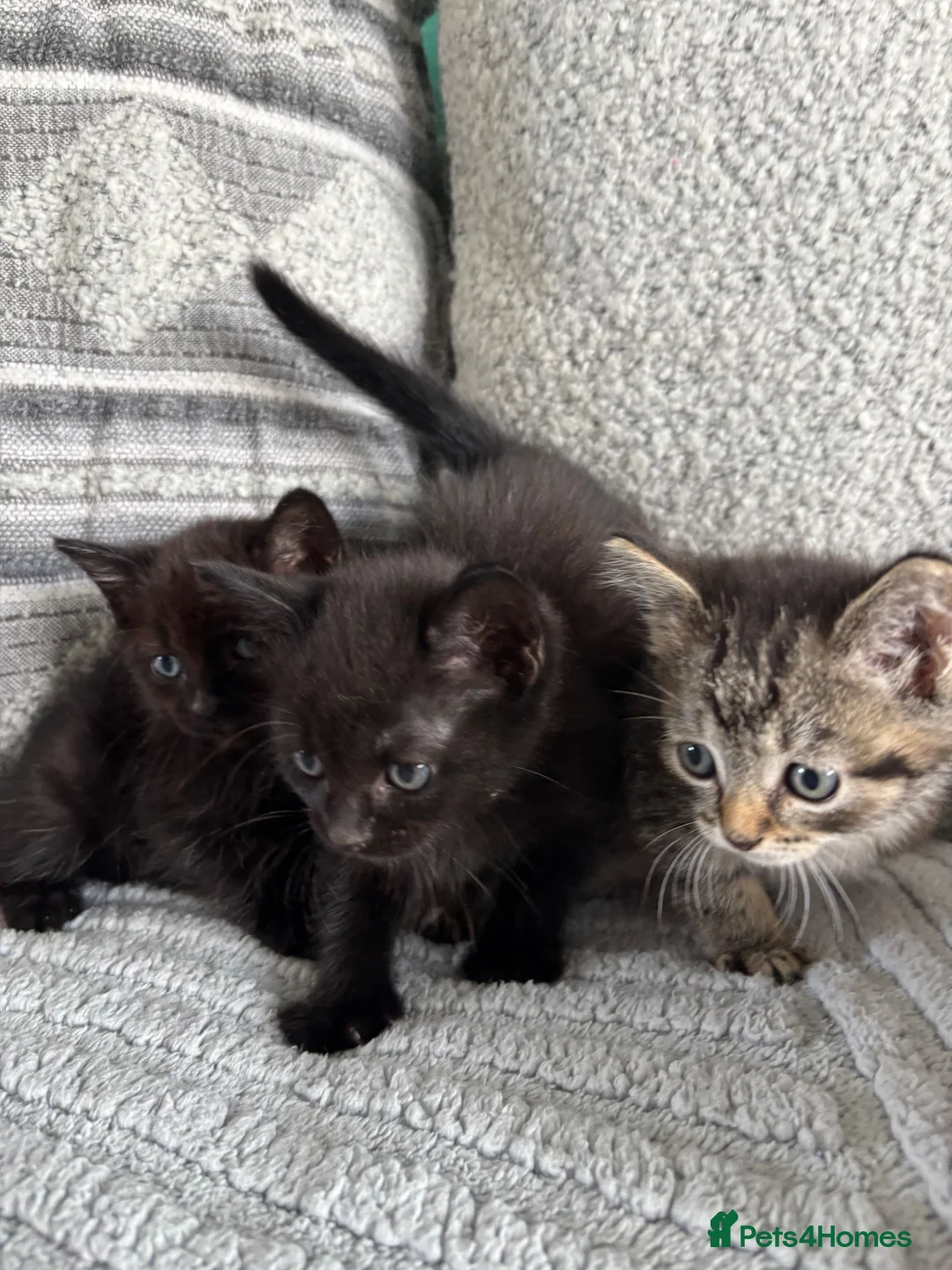 Mixed Breed cats for sale: Cute kitties  - Advert 1