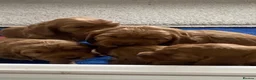 Cocker Spaniel dogs for sale: Cocker spaniel Puppies in Widnes - Advert 7