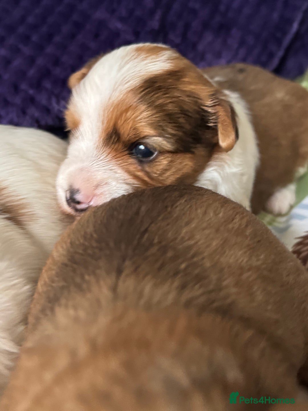 Yorkshire Terrier dogs for sale: Adorable Health Tested Coloured Yorkies (Biewer)  - Advert 7