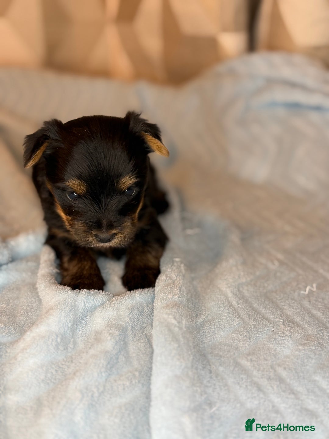 Yorkshire Terrier dogs for sale: For sale Tiny Yorkshire Terrier - Advert 7