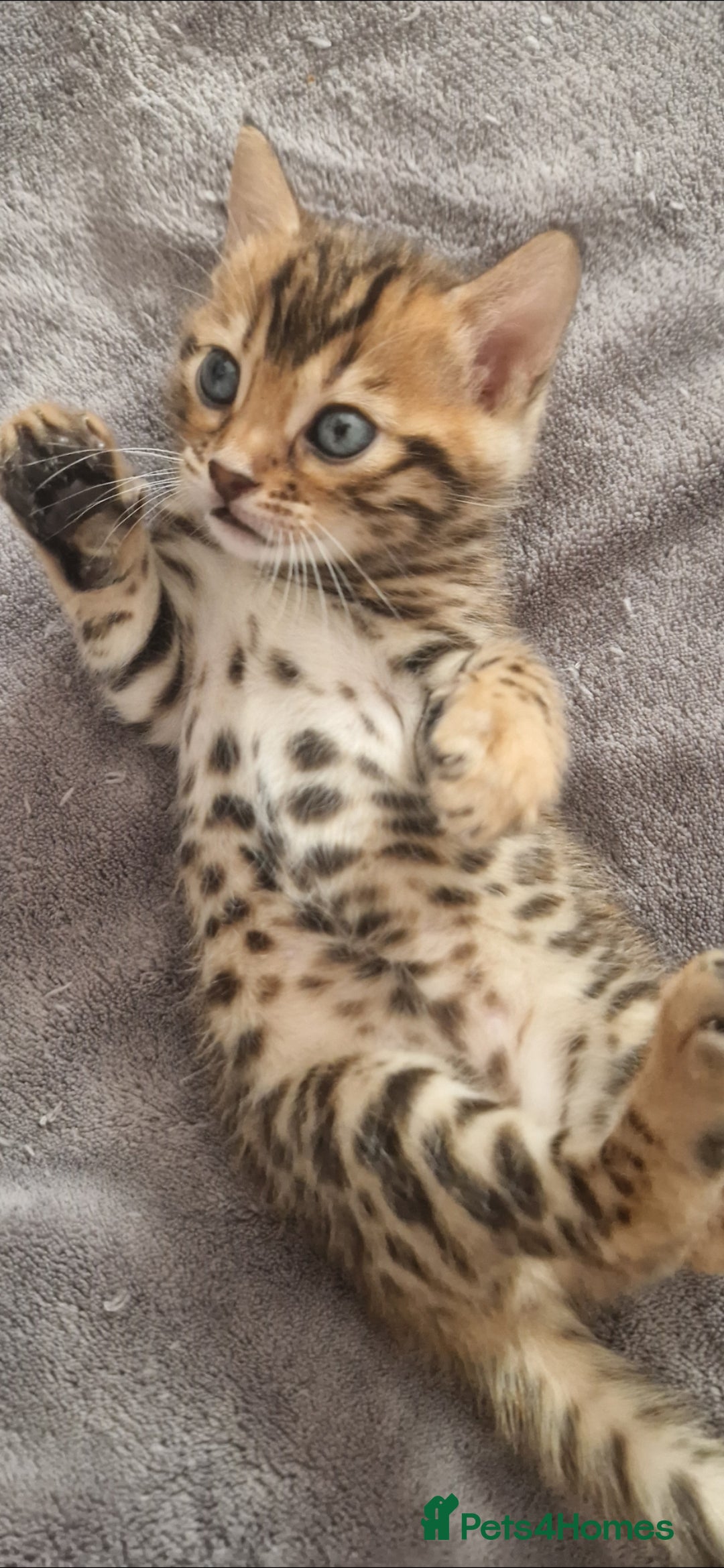 Bengal cats for sale: Georgeous bengal girl  - Advert 1