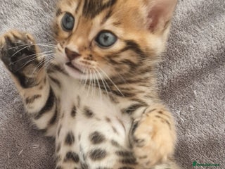 Bengal cats Georgeous bengal girl - Advert 1