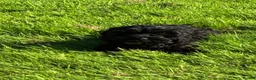 Cavapoo dogs for sale: Home reared female black cavapoo - Advert 5