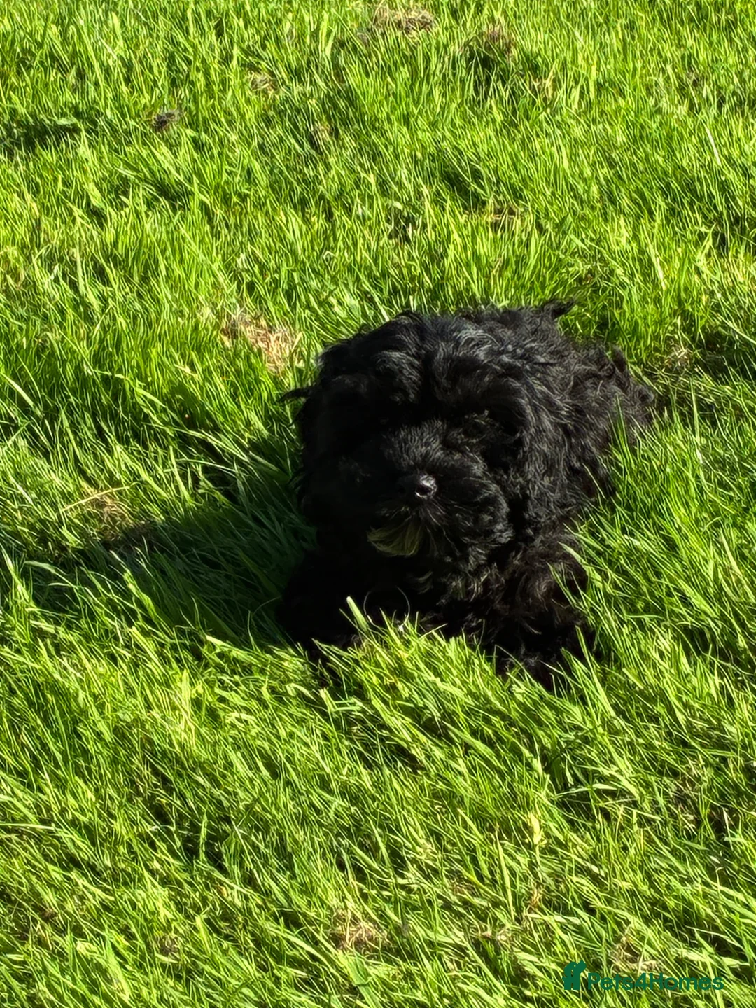 Cavapoo dogs for sale: Home reared female black cavapoo - Advert 5