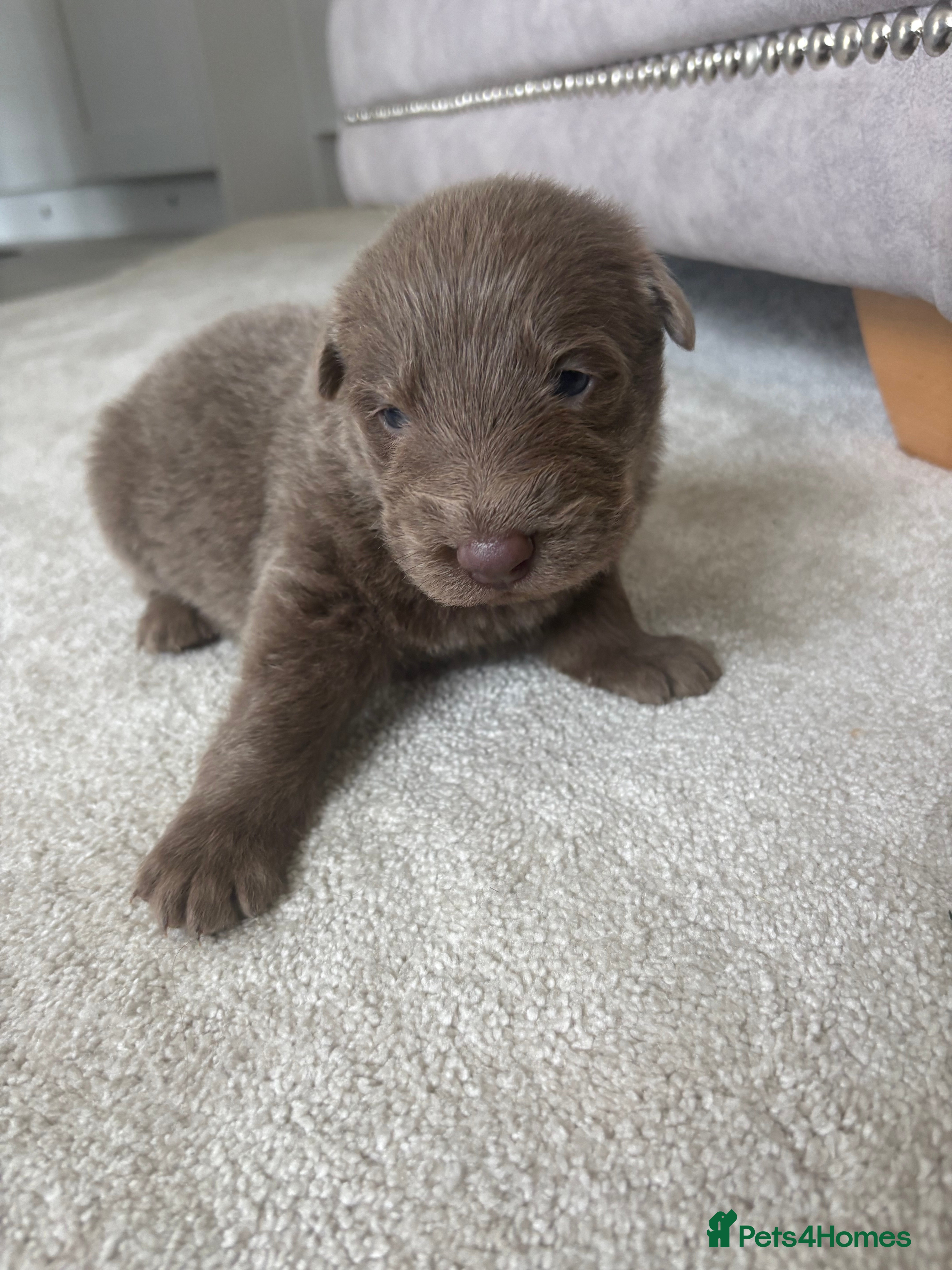 German Shepherd dogs RARE Elite Working GSD German shepherd puppy’s  - Advert 2