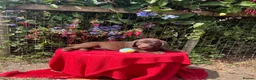 Labrador Retriever dogs for sale: ⭐️ READY NOW KC Chocolate Lab Puppies ⭐️ - Advert 4