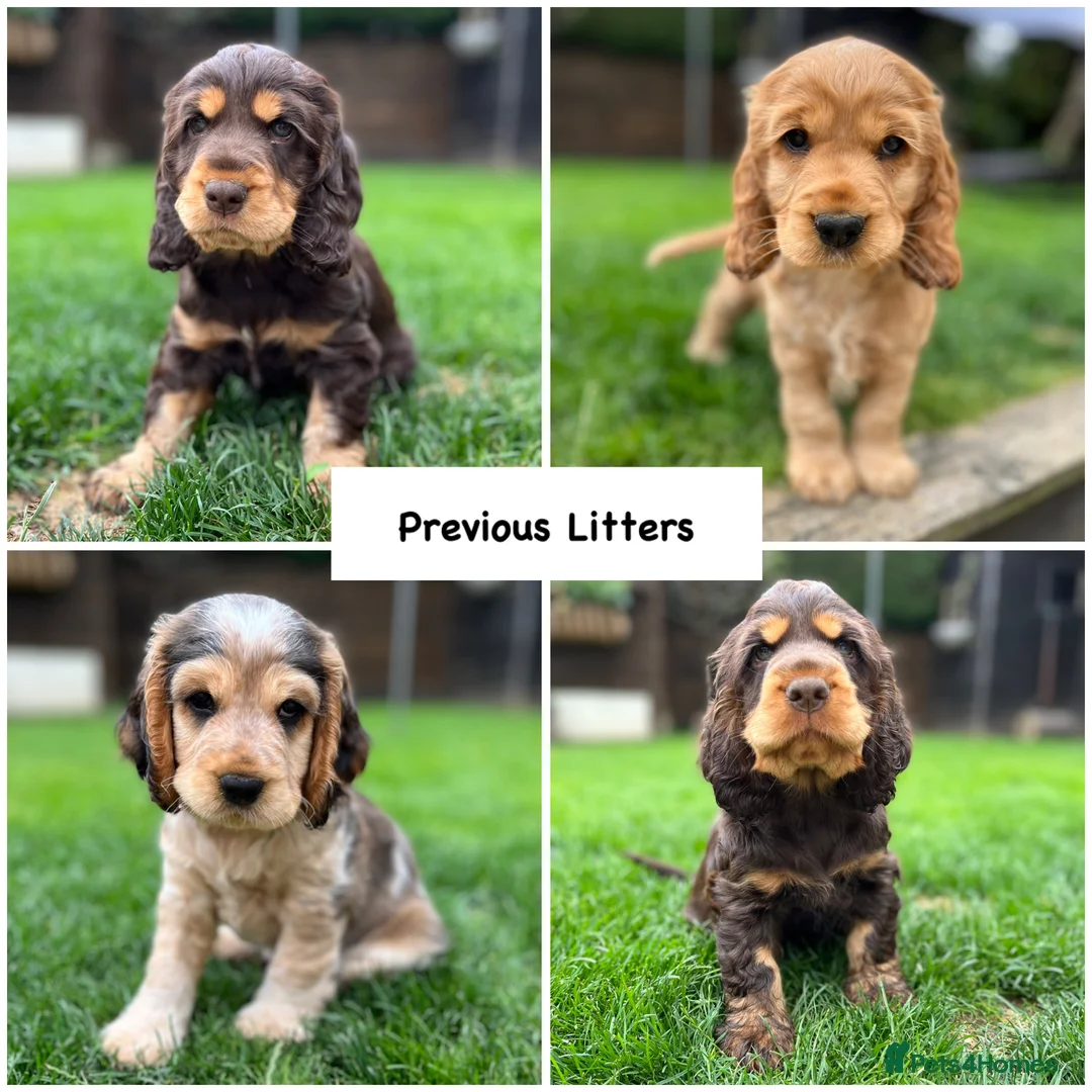 Cocker Spaniel dogs for stud: EXTENSIVELY Health Tested KC Show Cocker STUD in Chesterfield - Advert 7