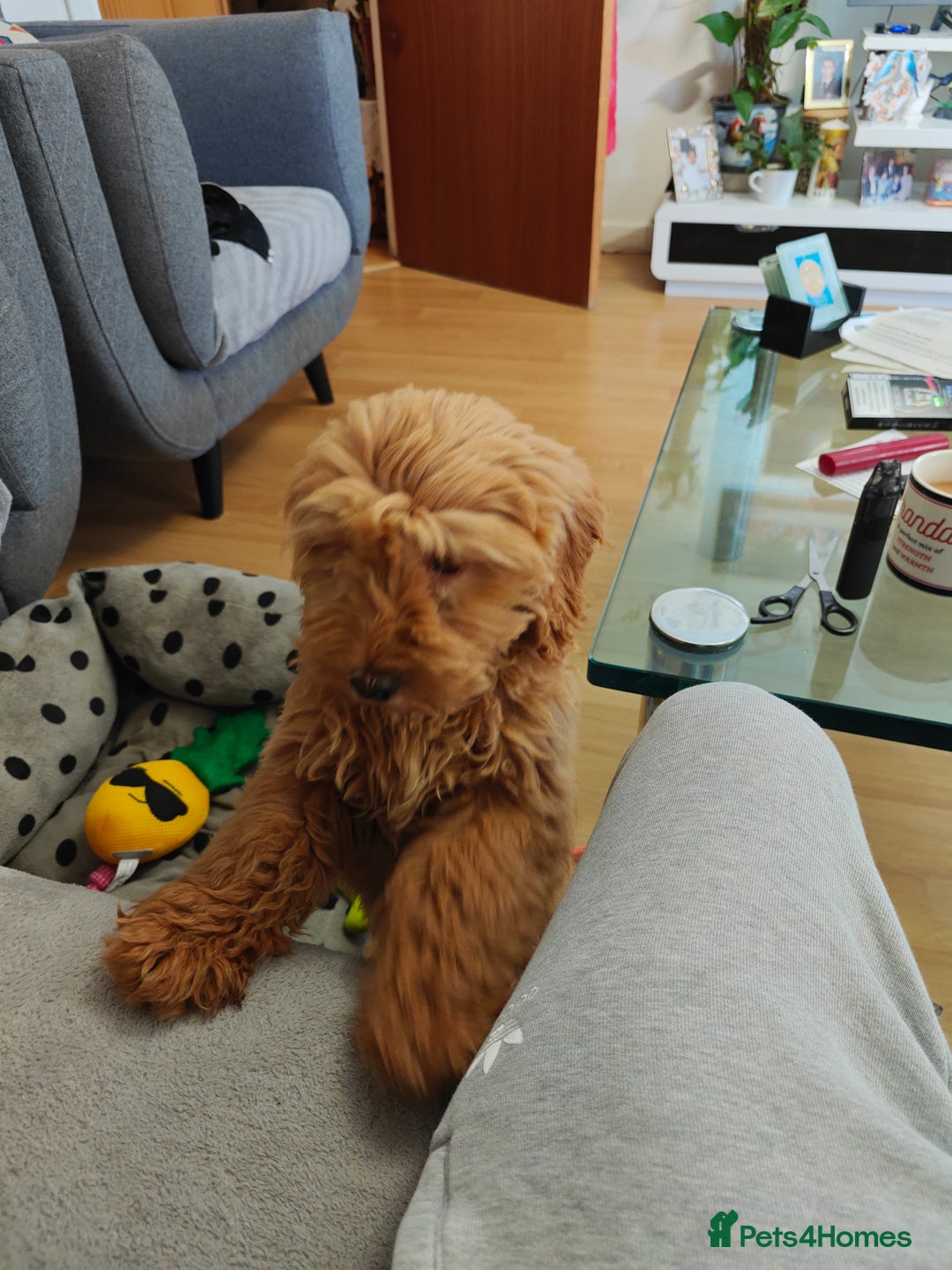 Cockapoo dogs for sale: Beautiful Male 5 Month Old Cockapoo Puppy F1  - Image 5