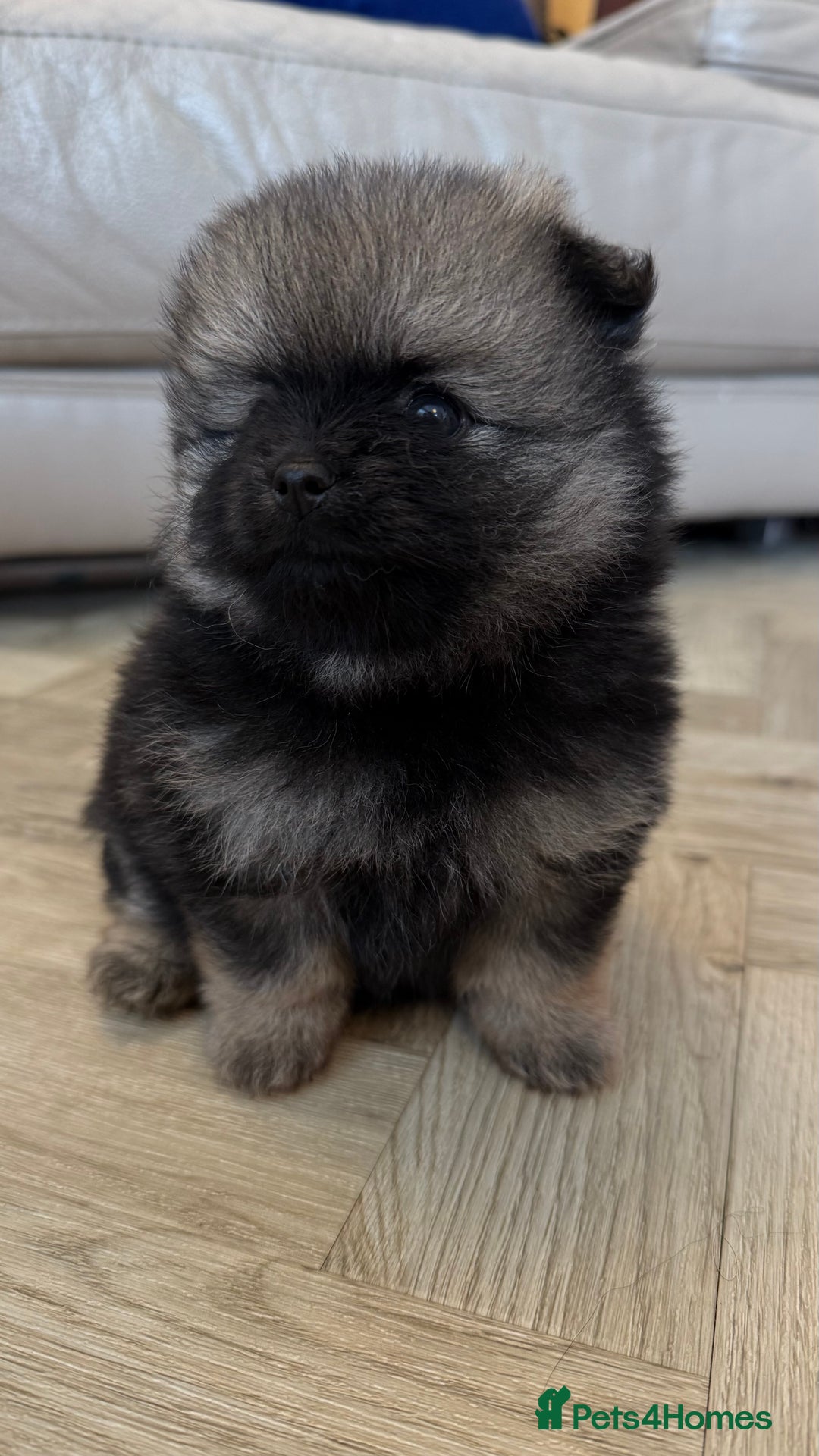 German Spitz dogs for sale: KC Reg Show Type German Spitz (Klein) For Sale. - Image 14