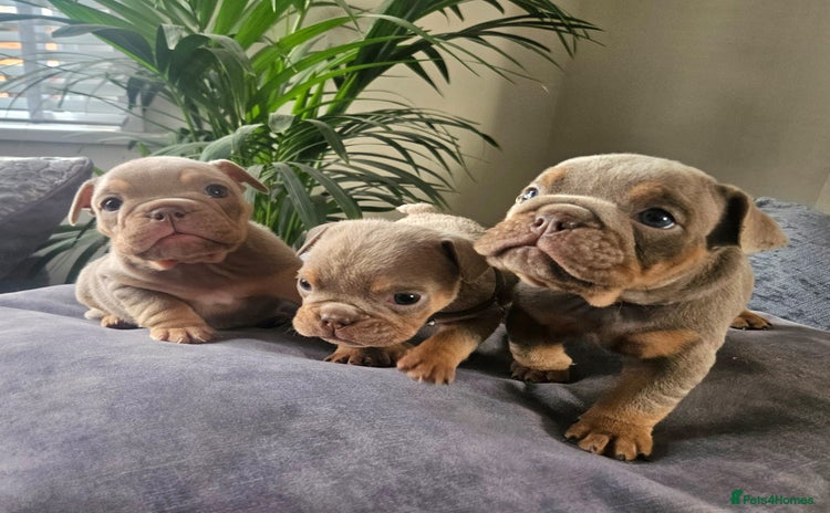 English Bulldog dogs - Advert 1