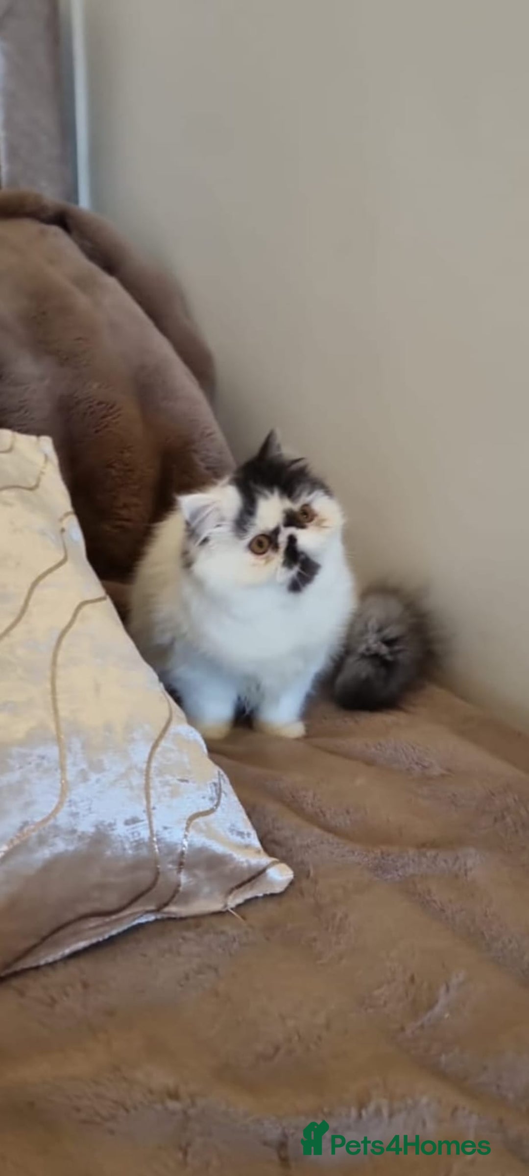 Persian cats for sale: Persian kitten  - Advert 6