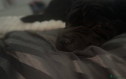 Shar Pei dogs for sale: Shar pei dog - Image 3