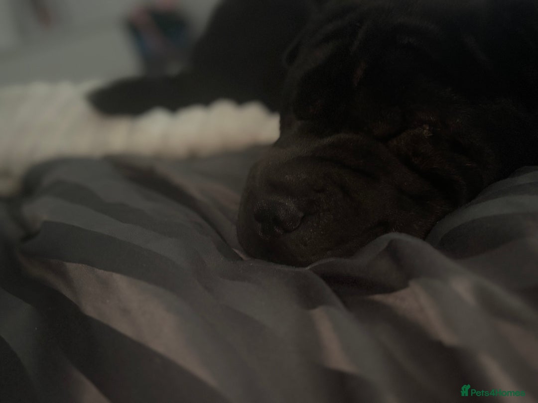 Shar Pei dogs for sale: Shar pei dog - Image 3