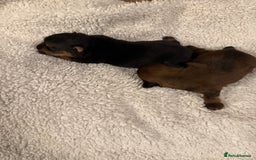 Norfolk Terrier dogs for sale: Nolfolk terrier pups - Image 12