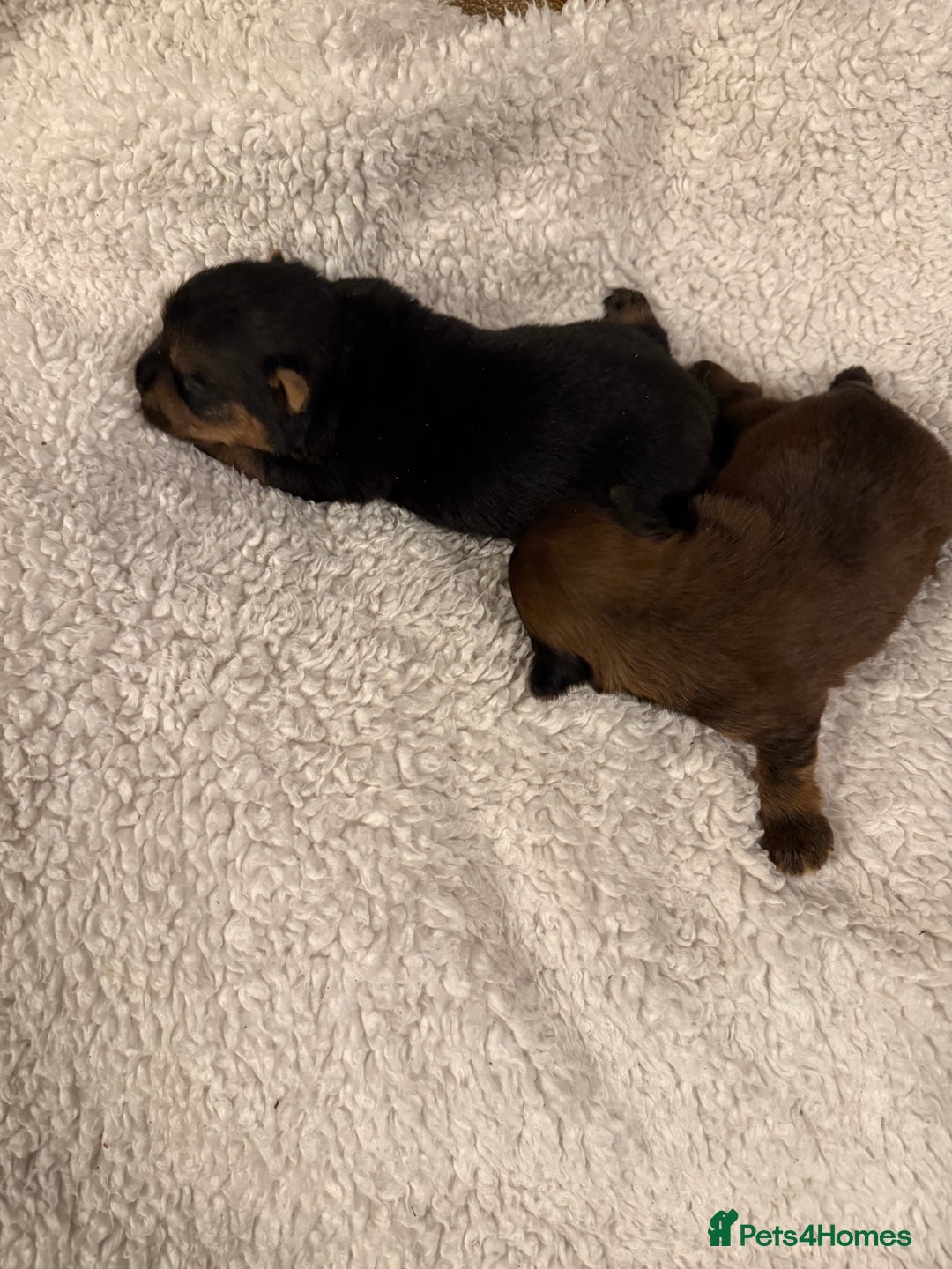 Norfolk Terrier dogs for sale: Nolfolk terrier pups - Image 12