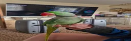 Parakeets birds for sale: Silly tame alexandrian parrot speaking  - Advert 4