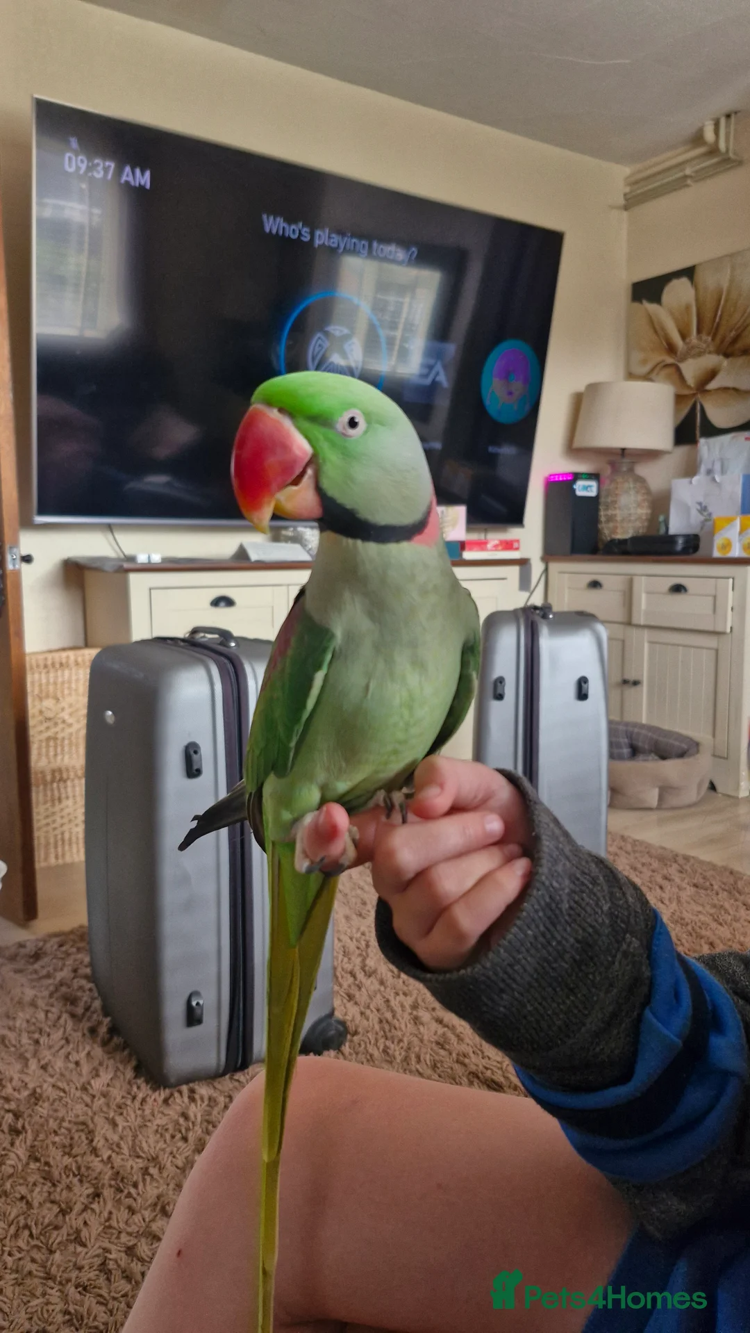 Parakeets birds for sale: Silly tame alexandrian parrot speaking  - Advert 4