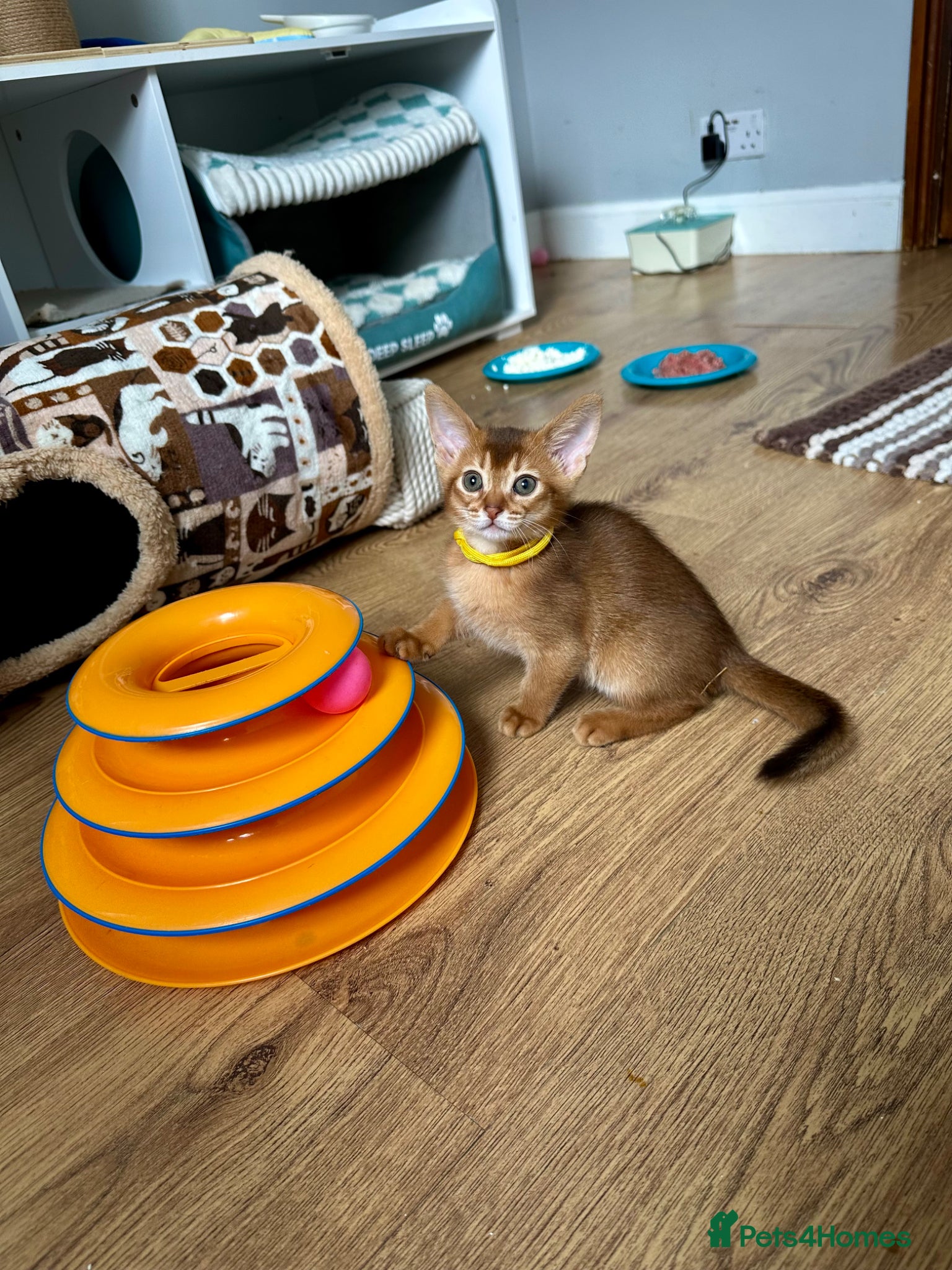 Abyssinian cats Abyssinian kittens  - Advert 18