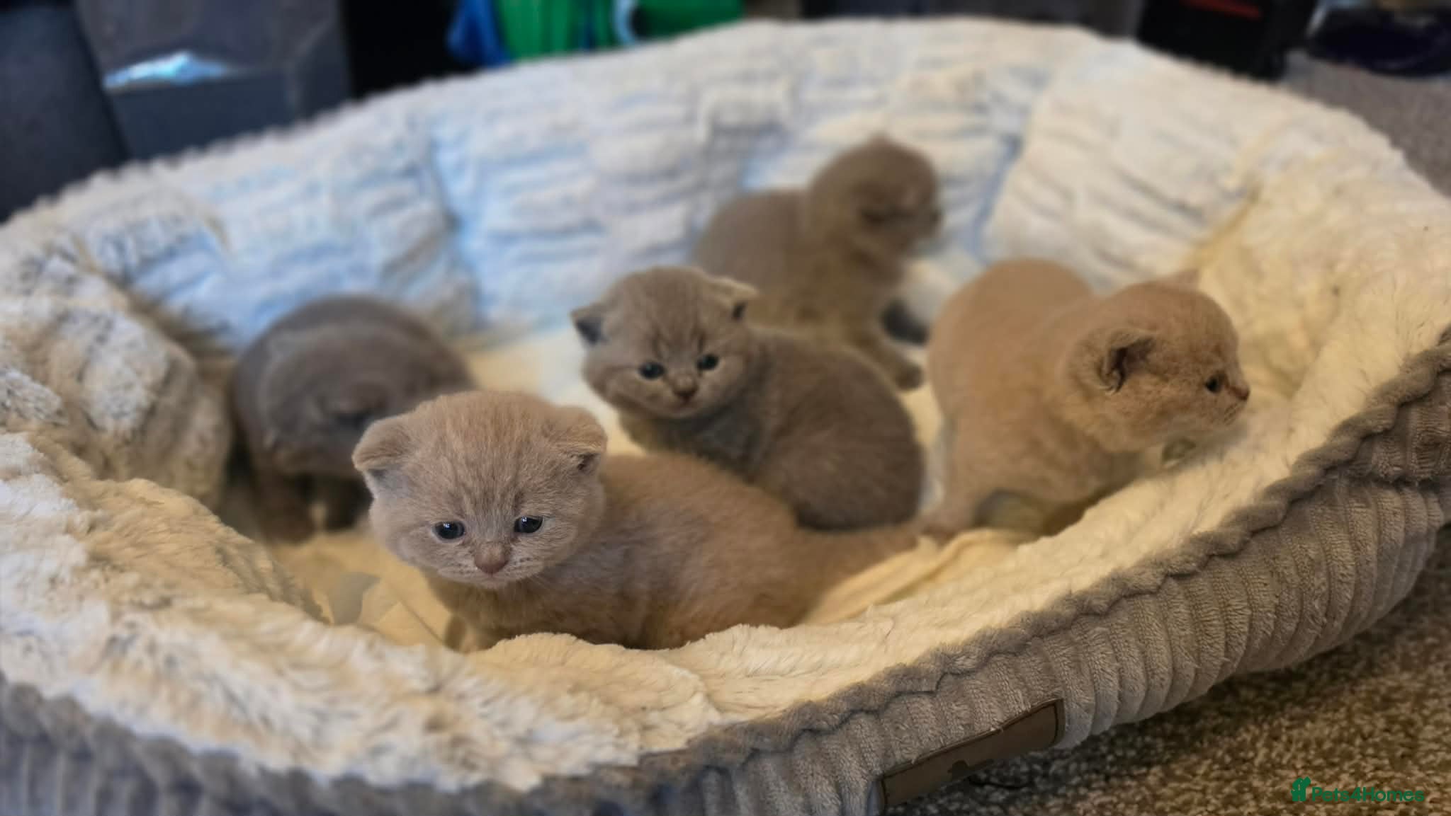 British Shorthair cats GCCF Reg British Shorthair Kittens - Advert 4
