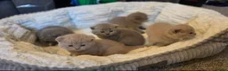 British Shorthair cats for sale: GCCF Reg British Shorthair Kittens - Advert 4