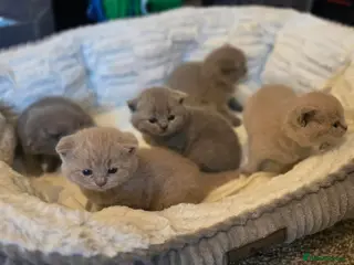 British Shorthair cats GCCF Reg British Shorthair Kittens - Advert 2