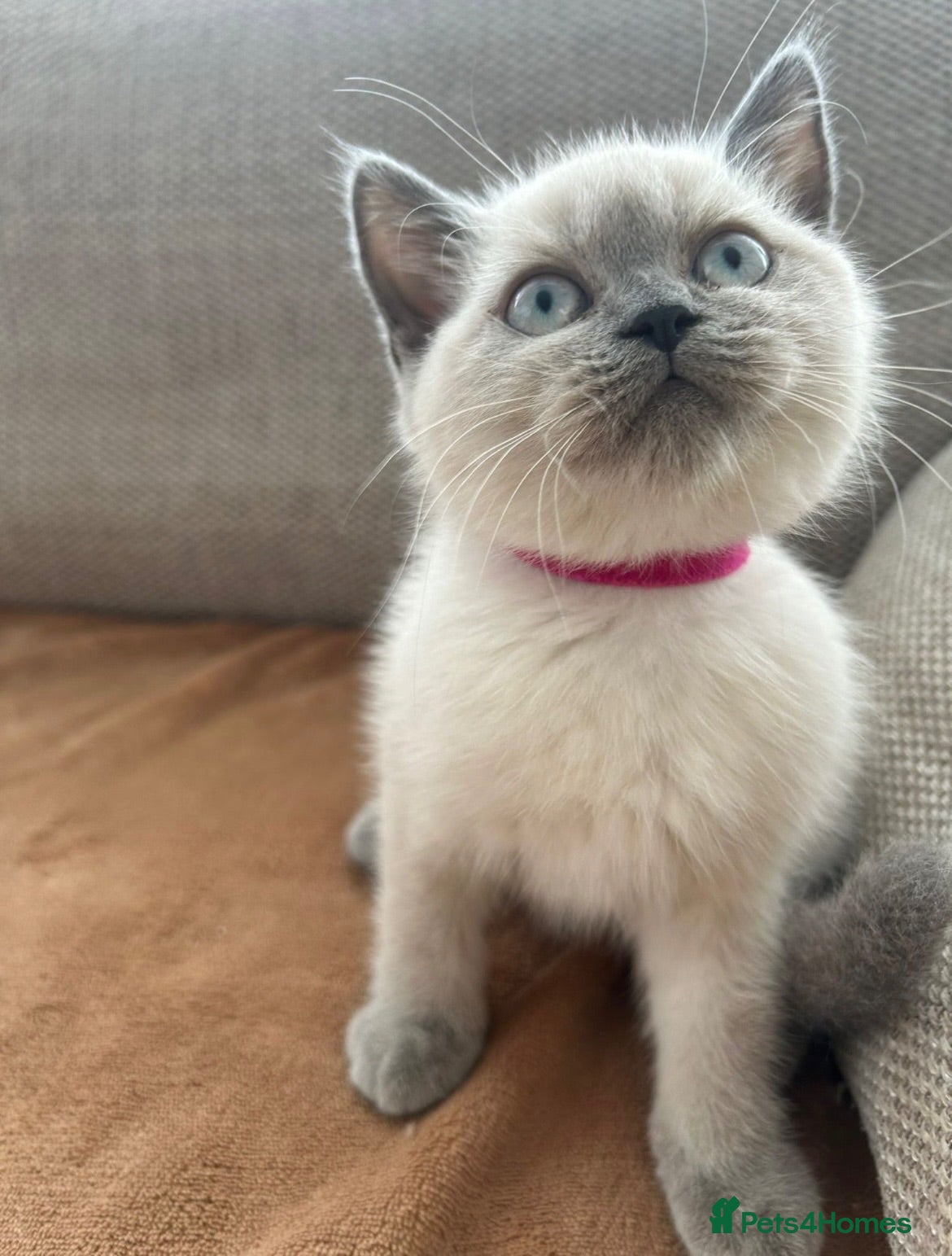 British Shorthair cats British shorthair Colorpoint kittens - Advert 5