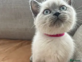 British Shorthair cats British shorthair Colorpoint kittens - Advert 6
