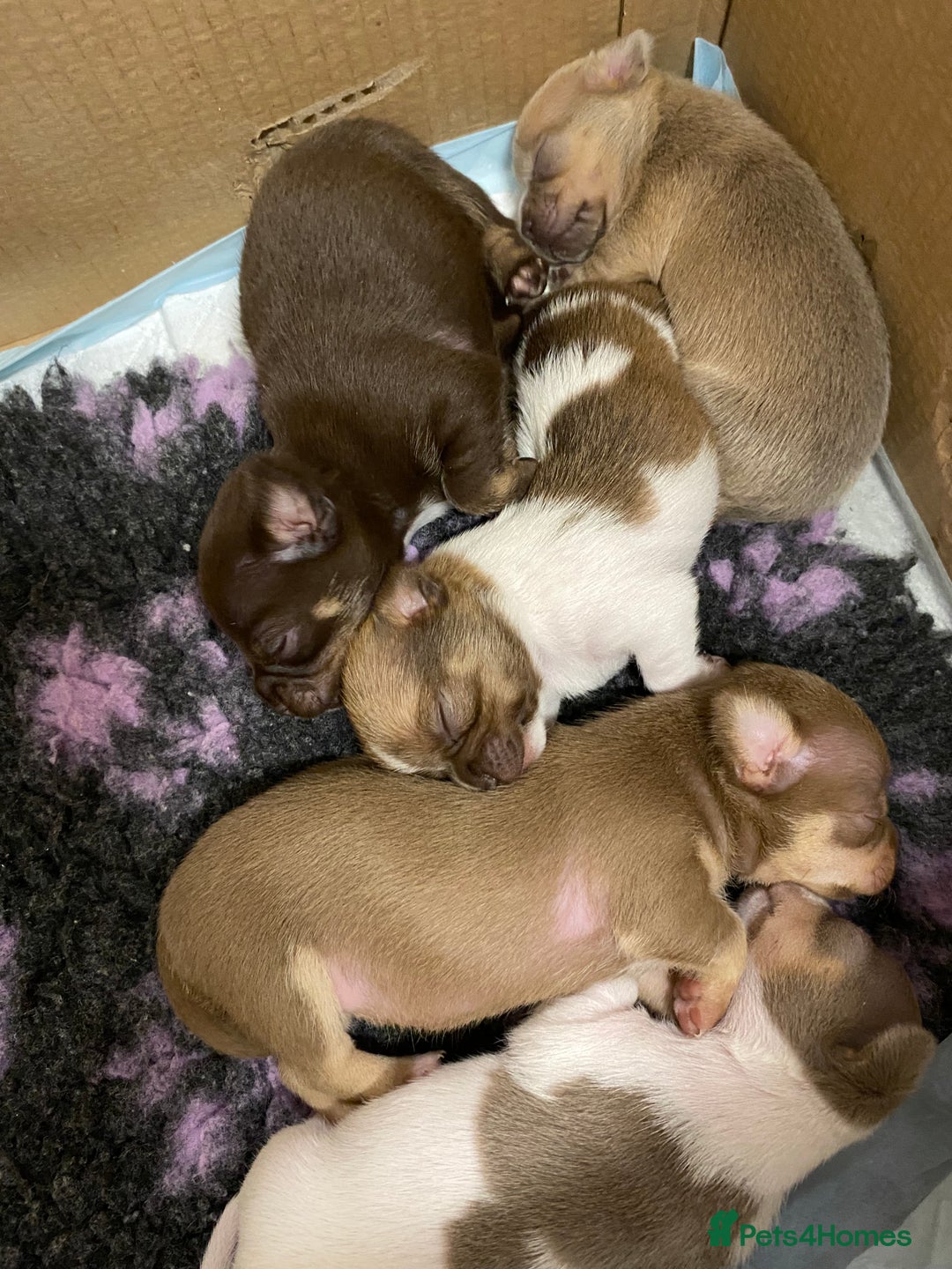 Chihuahua dogs for sale: Last two short haired chihuahuas  - Image 2