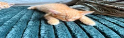 Mixed Breed cats for sale: 1 rare ginger female kitten and 2 boys - Advert 2