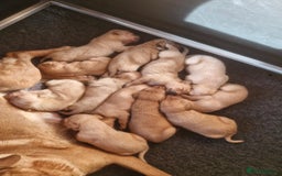 Labrador Retriever dogs for sale: Labrador pups - Image 4