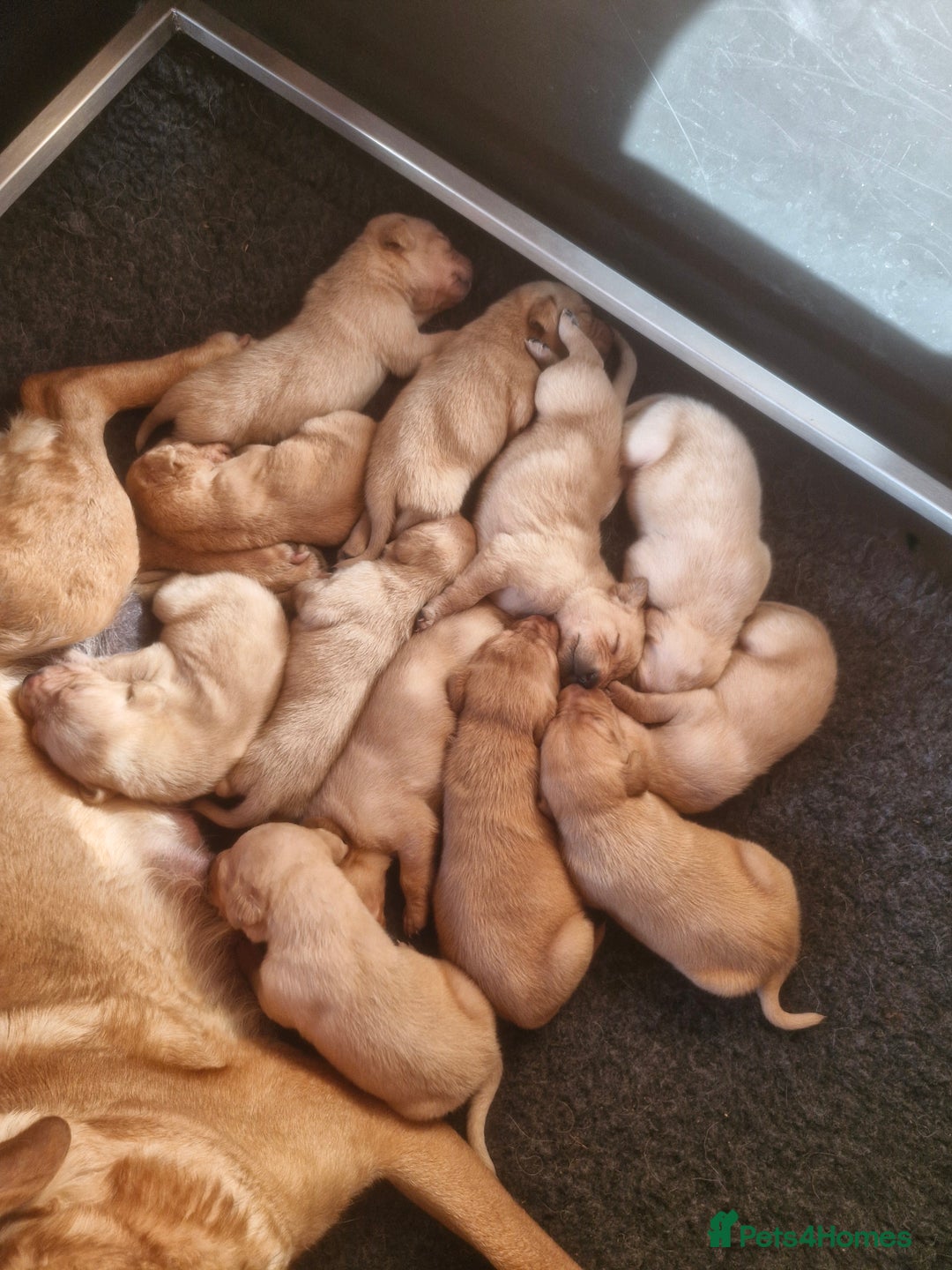 Labrador Retriever dogs for sale: Labrador pups - Image 4