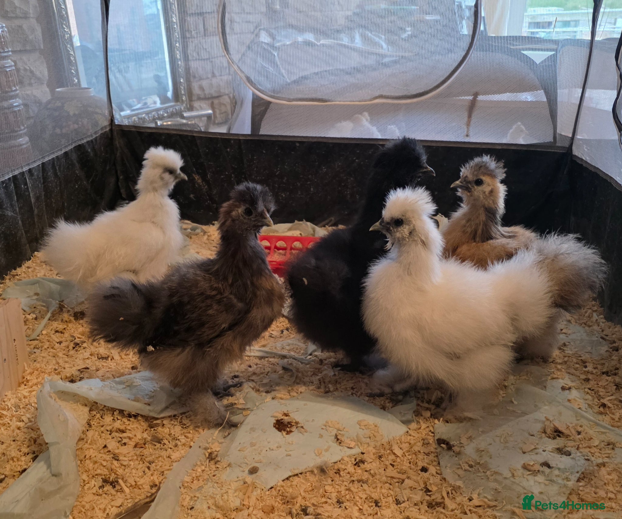 Chickens poultry Silkie chicks £25 each - Advert 1