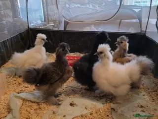 Chickens poultry Silkie chicks £25 each - Advert 1