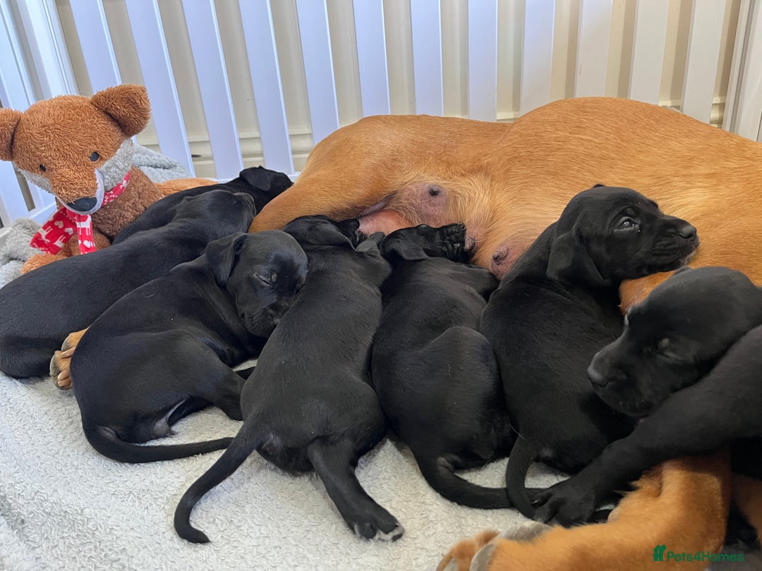 Mixed Breed dogs for sale: Labrador x French Pointer puppies - Image 9
