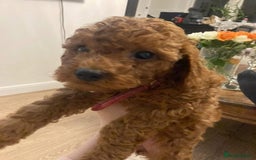 Toy Poodle dogs for sale: Lady red Kc toy poodle female  - Image 6