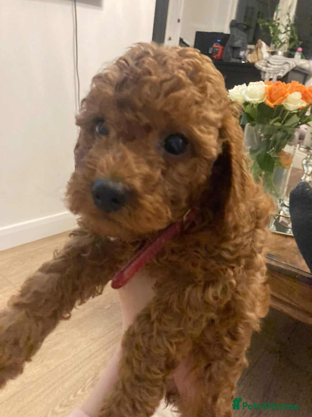 Toy Poodle dogs for sale: Lady red Kc toy poodle female  - Image 6