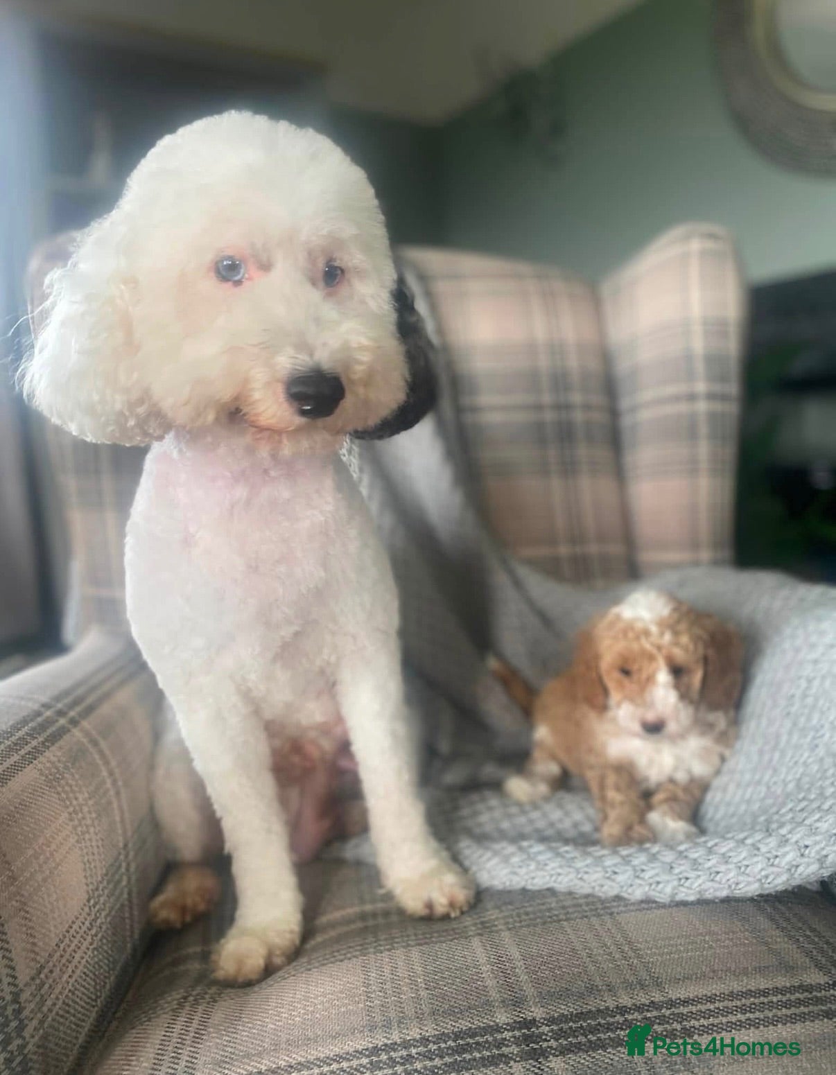 Miniature Poodle dogs Beautiful apricot and white miniature poodle girl - Advert 1
