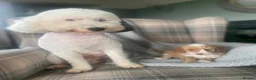 Miniature Poodle dogs for sale: Beautiful apricot and white miniature poodle girl in Ayr - Advert 1