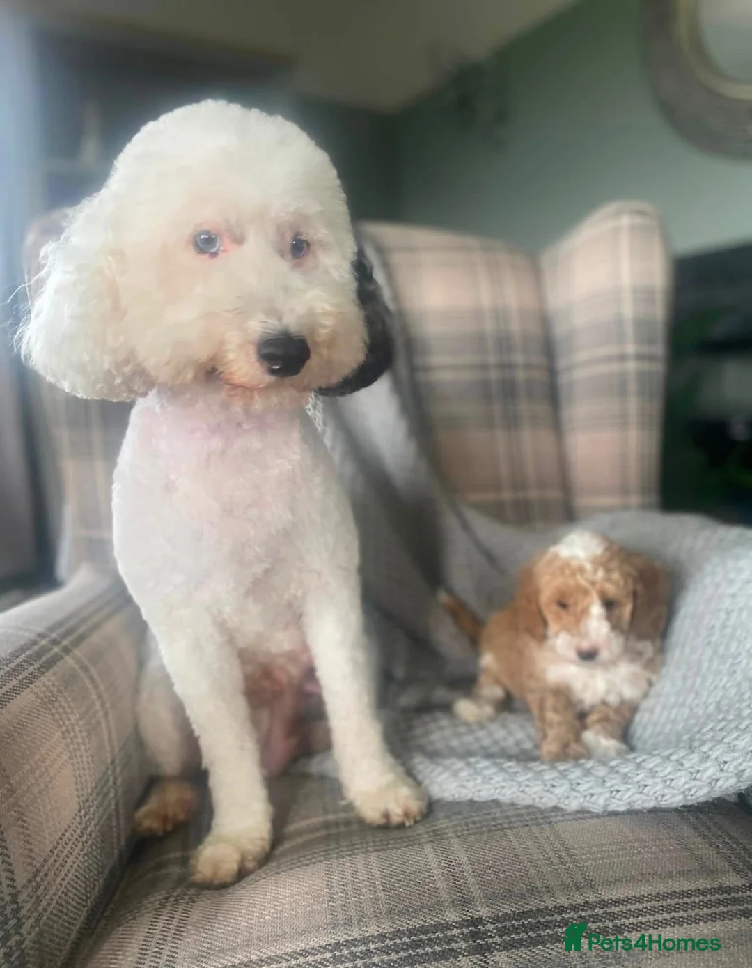 Miniature Poodle dogs for sale: Beautiful apricot and white miniature poodle girl in Ayr - Advert 1