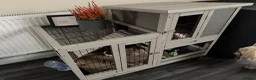 Mini Lop rabbits for sale: Male rabbit mini loop 9 weeks old  - Advert 5