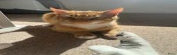 Mixed Breed cats for sale: 2 male cats  in Kettering - Advert 6