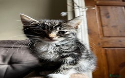 Mixed Breed cats for sale: Male Tabby Kitten For Sale  - Image 4