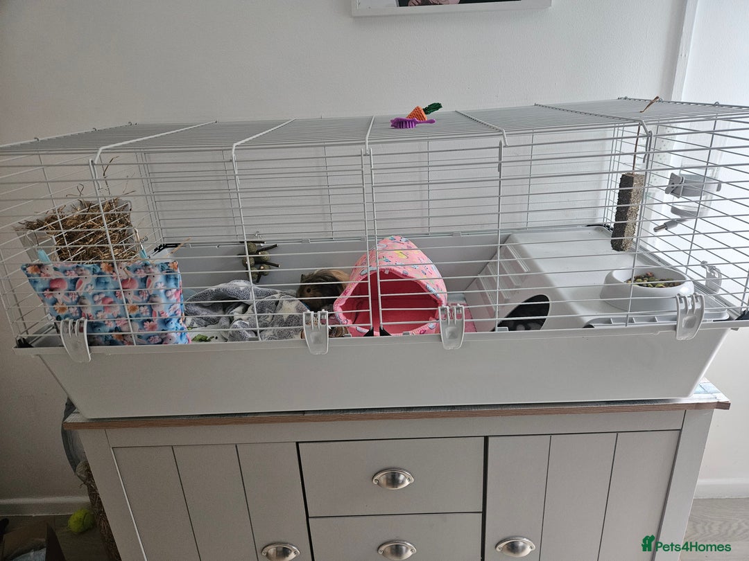 Guinea Pig rodents for sale: 2 female guinea pigs - Advert 3